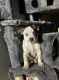 Australian Cattle Dog Puppies for sale in Dupont, Washington. price: $250