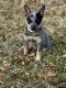 Australian Cattle Dog Puppies for sale in Baton Rouge, Louisiana. price: $200