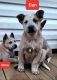 Australian Cattle Dog Puppies for sale in Gastonia, North Carolina. price: $800