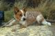 Australian Cattle Dog Puppies for sale in Alamosa, CO 81101, USA. price: $400