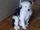 Australian Collie Puppies for sale in Vancouver, WA, USA. price: $35,000