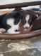 Australian Collie Puppies for sale in Okanogan, WA 98840, USA. price: $200