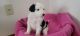 Australian Collie Puppies for sale in Brighton, CO, USA. price: NA