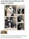 Australian Collie Puppies for sale in Wapato, WA 98951, USA. price: $300