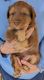 Australian Collie Puppies for sale in Pierceton, IN 46562, USA. price: $600