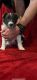 Australian Collie Puppies for sale in Gatesville, TX, USA. price: $275