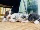 Australian Collie Puppies for sale in Lithonia, GA 30058, USA. price: $4,500