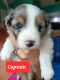 Australian Collie Puppies