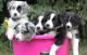 Australian Collie Puppies