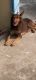 Australian Kelpie Puppies for sale in Patna, Bihar, India. price: 30000 INR