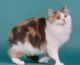 Australian Mist Cats for sale in Abbeville, AL 36310, USA. price: NA