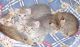 Australian Mist Cats for sale in Georgetown, GA, USA. price: NA