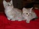 Australian Mist Cats for sale in San Bernardino, CA, USA. price: NA