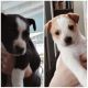 Boxer/Heeler Puppies