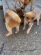 Australian Red Heeler Puppies