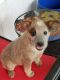 Australian Red Heeler Puppies for sale in Peyton, CO 80831, USA. price: NA