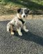 Australian Shepherd Puppies for sale in Georgia Tech, Atlanta, GA, USA. price: $1,500