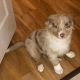 Australian Shepherd Puppies for sale in Chicago, IL 60614, USA. price: NA