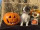 Australian Shepherd Puppies for sale in Bakersfield, CA, USA. price: $1,500