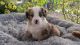 Australian Shepherd Puppies for sale in North Port, FL, USA. price: NA