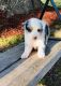 Australian Shepherd Puppies for sale in Atlanta, GA, USA. price: $650