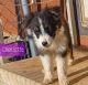Australian Shepherd Puppies for sale in Midland, TX, USA. price: NA