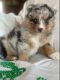 Australian Shepherd Puppies for sale in Indianapolis, IN, USA. price: $800
