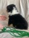 Australian Shepherd Puppies for sale in Indianapolis, IN, USA. price: $500