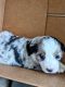 Blue merle and tri color
