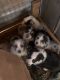 Australian Shepherd Puppies for sale in Carlsbad, CA, USA. price: $1,500