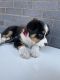 Australian Shepherd Puppies for sale in Indianapolis, IN, USA. price: $2,000