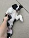 12 week old Australian Shepard Puppy