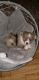 Australian Shepherd Puppies for sale in Biloxi, MS, USA. price: $1,300
