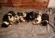 Australian Shepherd Puppies for sale in Goshen, IN, USA. price: NA
