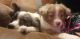 Australian Shepherd Puppies for sale in Biloxi, MS, USA. price: $900