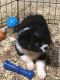 Australian Shepherd Puppies for sale in Woodburn, OR 97071, USA. price: NA