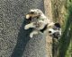 Australian Shepherd Puppies for sale in California City, CA, USA. price: NA