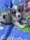 Australian Shepherd Puppies for sale in Miami, FL, USA. price: NA