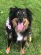 Australian Shepherd Puppies for sale in Altamont, NY 12009, USA. price: NA