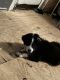 Australian Shepherd Puppies for sale in Coldwater, MS 38618, USA. price: $600