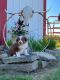 Australian Shepherd Puppies for sale in Greenville, OH 45331, USA. price: NA