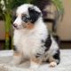 Australian Shepherd Puppies for sale in New York, NY, USA. price: NA
