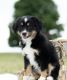 Australian Shepherd Puppies for sale in Orlando, FL, USA. price: NA