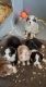 Australian Shepherd Puppies for sale in Amsterdam, NY 12010, USA. price: NA