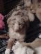 Australian Shepherd Puppies for sale in DeLand, FL, USA. price: NA