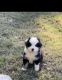 Australian Shepherd Puppies for sale in Falkner, MS, USA. price: $400