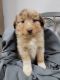 Australian Shepherd Puppies for sale in Johnstown, NY 12095, USA. price: NA