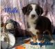 Australian Shepherd Puppies for sale in Upton, KY 42784, USA. price: NA