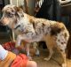 Australian Shepherd Puppies for sale in Broken Arrow, OK, USA. price: NA