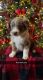 Australian Shepherd Puppies for sale in Upton, KY 42784, USA. price: $400
